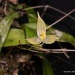 Bulbophyllum aphanopetalum Фрукт