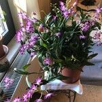 Dendrobium kingianum Цвят