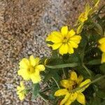 Guizotia abyssinica Blüte
