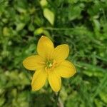 Zephyranthes citrina Fleur