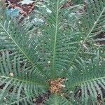 Blechnum brasiliense Ліст