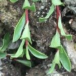 Salix retusa Leaf