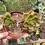 Echeveria angustifolia