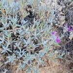 Stachys inflata Habitat