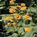 Inula magnifica Flower