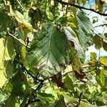 Parrotia persica पत्ता