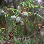 Cupressus pendula 果実