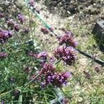 Verbena bonariensisFlower