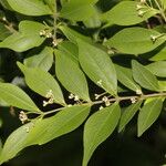 Eugenia monticola Leaf