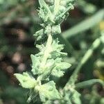 Atriplex patula Плід