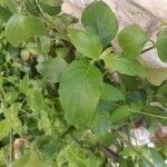 Justicia brandegeeana Hoja