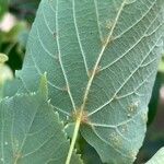 Tilia cordata Lehti