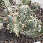 Euphorbia coerulans Frunză