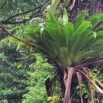 Vriesea gigantea ᱵᱟᱦᱟ