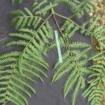 Pteris navarrensis 葉