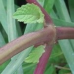 Plectranthus fruticosus Rinde