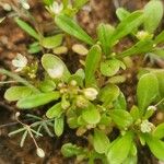 Gisekia pharnaceoides Hoja