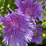 Stokesia laevis 花