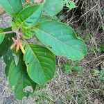 Hamelia patens Blad