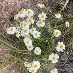 Melampodium leucanthum Flor