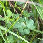 Lotus corniculatus ഇല