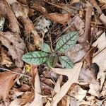 Hieracium venosum Liść