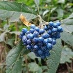 Hydrangea febrifuga Fruit