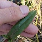 Grindelia integrifolia 葉