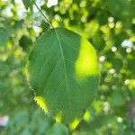 Prunus armeniaca Leaf