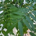 Astronium graveolens Leaf