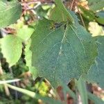 Populus grandidentata List