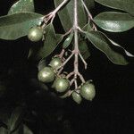 Vismia guianensis Fruit
