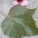 Brachychiton discolor Hoja