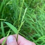 Leersia oryzoides Frucht