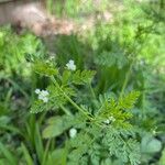 Chaerophyllum tainturieri Blatt