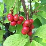 Schisandra chinensis Fruchs