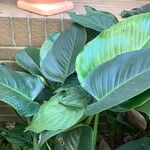 Philodendron davidsonii Blad