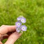 Phacelia purshii Blomst