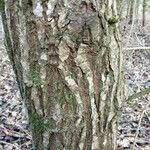 Salix babylonica Bark