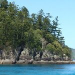 Araucaria cunninghamii Hábitos