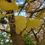 Ginkgo biloba Leaf