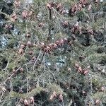 Tsuga canadensis Plod
