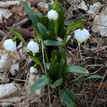 Leucojum vernum Yeri