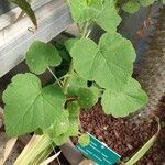 Pelargonium caylae Hoja