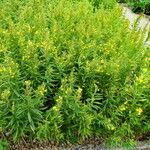 Lysimachia ephemerum Plante entière