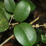Eugenia riosiae Leaf
