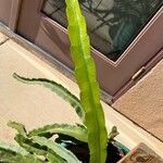 Hylocereus trigonus Blad