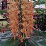 Hedychium gardnerianum ফুল