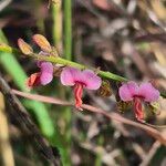 Polygala amboniensis Flor