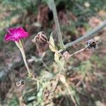 Silene coronariaFlower